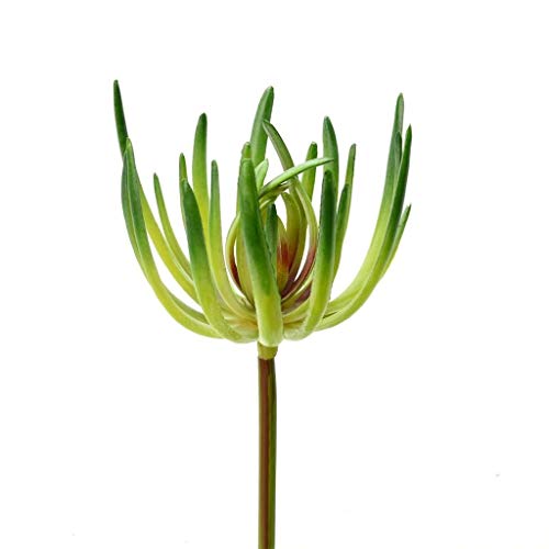 Vickerman 525302-6.75