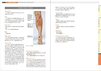 マッサージのための機能解剖学―学習と臨床に役立つ | Cindy
