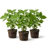 3 Live Patchouli Plants, 4-6 Inch Tall Fragrant Patchouli Herb Plants