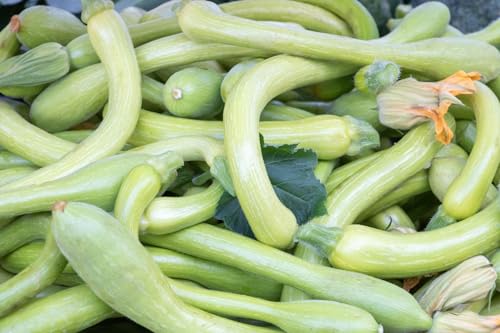 Lot 25 Graines de Courgette-Courge Musquee Longue De Nice - Variété tardive, coureuse - Fruits de 0,60 à 1 m de long - chair ferme, orange clair, sucrée, goût musquée,