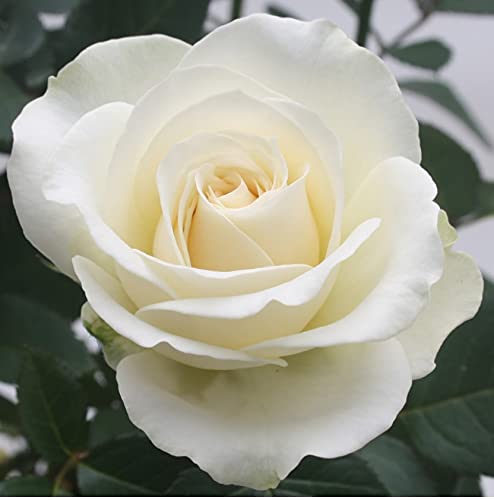 Rose - Patio Rose - 10.5cm (1, White)