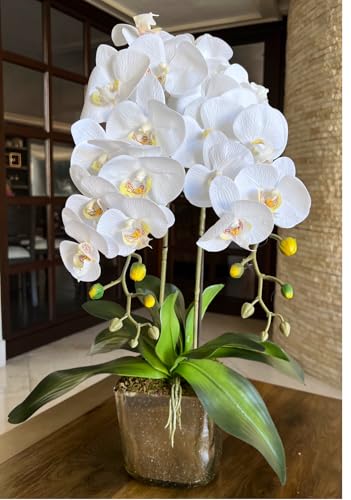 Encuentra venta orquídeas naturales marca flores para siempre, en la categoría de plantas florales. Venta orquídeas naturales Marca Flores para siempre 2