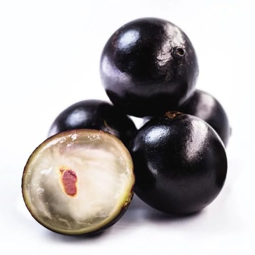 60pieces Black Jabuticaba Fruit Seeds