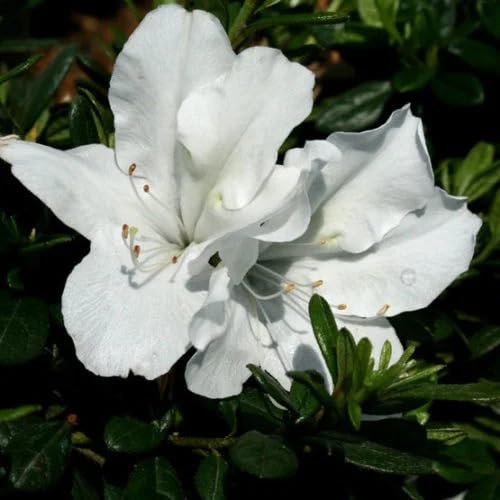 100pcs White Azalea Flower Seeds Fast Growing Suitable for Indoor & Outdoor Gardens