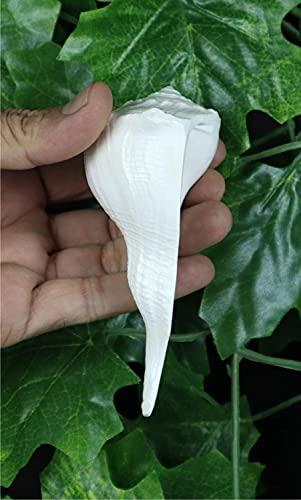 ASHIRWAD Dakshinavarti Original Shankh Valampuri Sangu Lakshmi Shankh Muschel (15,2 cm)