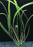  WFW wasserflora Gewelltblättrige Madagaskar-Wasserähre/Aponogeton longiplumulosus