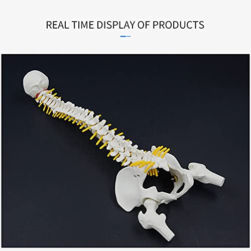 Colonne vertébrale d'anatomie de 45 cm articulée pour démonstration