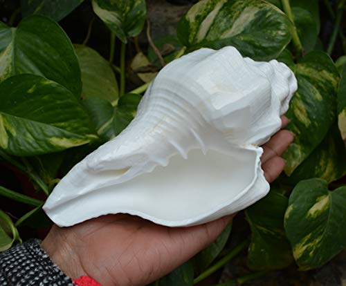 Shiva Lingam Shop Divine Temples Vamavarti Dattatreya Loud Blowing Shankh (White)~I-4832 #TOP5