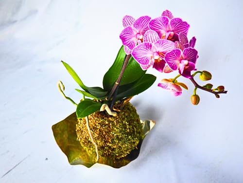 Kokedama Orchidea Phalaenopsis Magenta - Realizzato a mano - Made in Italy - Pianta vera da interno (M)