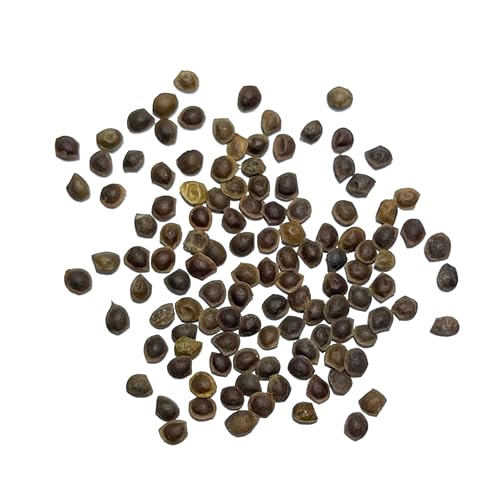 Image of Seed Needs Mimosa Seeds to Plant Sensitive Plant Annual Flowers 2 Packs