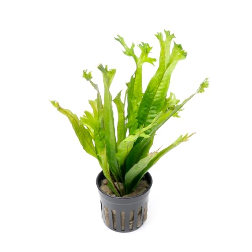 SubstrateSource Java Fern Live Aquarium Plants - Potted Freshwater Plant for Fish Tanks - Beginner Friendly, Low Light (Thor's Hammer, 1 Pot)