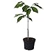 Produktbild Paw Paw Indianerbanane Asimina triloba veredelte Sorte Sunflower ca. 40-60 cm im 1 Liter Topf