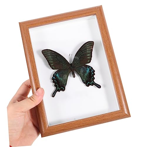 CORHAD Decoração De Casa Foto Prop Espécime Pingente Ornamento De Casa Lona Decoração De Parede Exib
