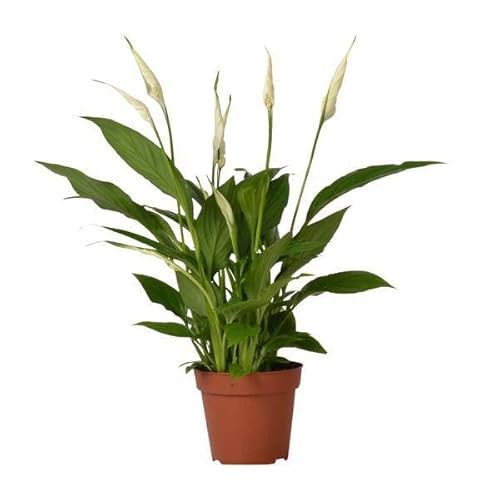 Einblatt – Spathiphyllum Bingo Cupido – Zimmerpflanze – Ø12 cm Topf – ca. 45 cm hoch – Luftreinigend – Weiße Blüten – Pflegeleicht & Tropisch