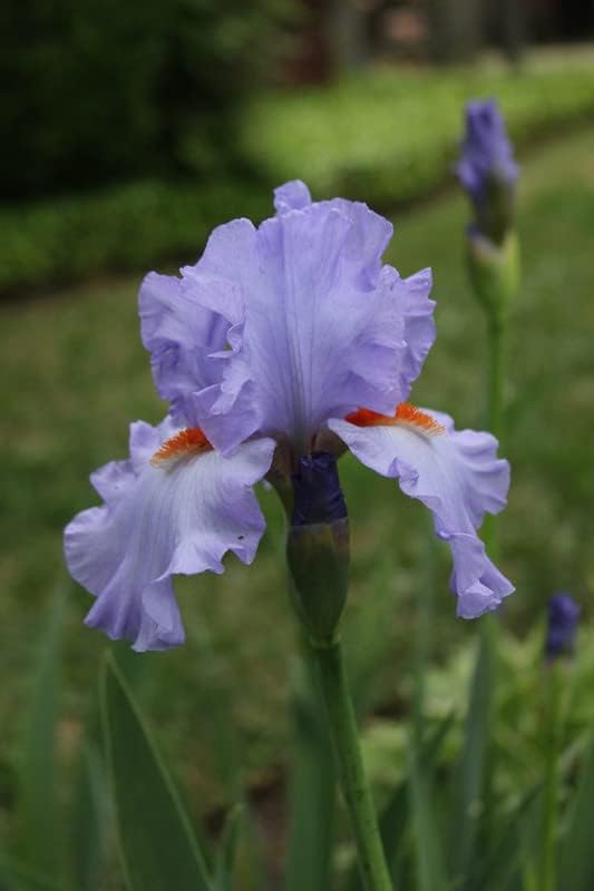 Oakwood Farms� Imported Bearded Iris Flower Bulbs For Outdoor Gardening (Pack Of 1 Bulbs) Sky Blue Colour