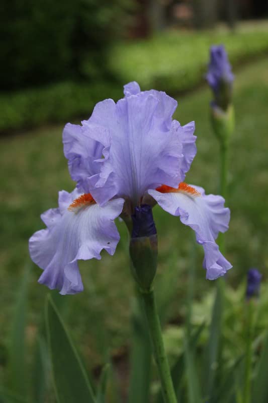 Oakwood Farms� Imported Bearded Iris Flower Bulbs For Outdoor Gardening (Pack Of 1 Bulbs) Sky Blue Colour