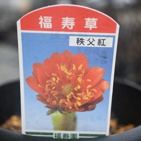 Amazon.co.jp: 福寿草 元日草 フクジュソウ多年草 2月頃に開花する