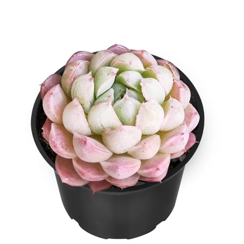 Sprout N Green Echeveria 'Ball of Fat', Live Succulent Plant