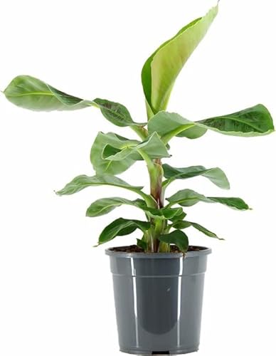 DECOALIVE Planta Bananera de Interior y Exterior Árbol Natural para Decorar el Hogar