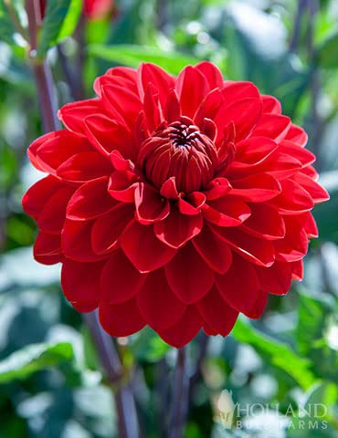 See full amazon price history chart for Red dahlia flower plant Red dahlia flower plant (B0C62J1S59) Amazon Price History, Amazon Price Tracker