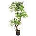 Produktbild Künstlicher japanischer Fruticosa Ficus Kunstbaum, 140 cm, mit einfarbigem Kunststofftopf