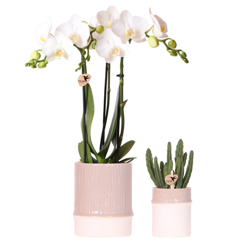 Juego de plantas de bambú blanco – Orquídea blanca Amabilis Ø9 cm + planta verde con maceta de cerámica – Planta de interior floreciente fresca del cultivador – 2 – 3 tallos
