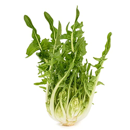 La zappa Semi di Cicoria piante per orto e giardino (Catalogna a foglie frastagliate)