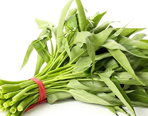 600+ Kong Xin Cai Seeds For Planting - Ong Choy Seeds Non-Gmo Heirloom Thai Leaf Green Vegetable Seeds For Microgreens & Outdoor Organic #TOP1