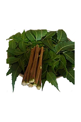 10 Chewing Sticks Of NEEM DATUN ORAL HERBAL TEETH & TONGUE CLEANER