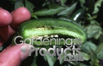 3 Seed Peat Pots Monster Jalapeno Hot Pepper from GardeningProducts4Less! Up to 4 1/2 Long By 2 1/2 Wide Ripens From Green to Red! Everyone's Favorite, Has Just the Right Amount of Hotness Without Burning Your Lips or Mouth. Can Be Used Perfectly to Spice up a Bland Meal, Sliced Over Pizza, Chopped Over Onions, Minced Into Guacamole, Added to Mild Salsas. Perfect for Tacos, Nachos, Dips, Soup, Stews, Mexican Food, Indian Asian Cuisine. You Won't Find These Hot Jalapeno Peppers in Your Local Supermarket! You Have to Try These Peppers You Can Grow From the Monster Jalapeno Hot Pepper Plant! Plants, Vegetables, All Natural, Gourmet Food, Organic Vegetables.