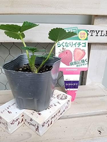 Amazon Co Jp 野菜苗 サントリー本気野菜 らくなりいちご 9cmポット 1苗 Diy 工具 ガーデン Amazon Co Jp 野菜苗 サントリー本気野菜 らくなりいちご 9cmポット 1苗 Diy 工具 ガーデン