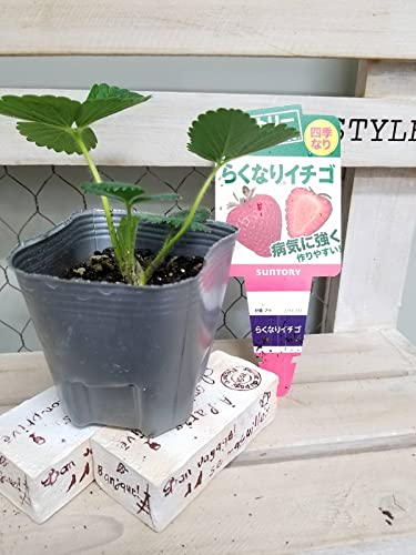 Amazon.co.jp: 野菜苗 サントリー本気野菜 らくなりイチゴ 9cmポット 1