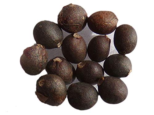 Sauge Officinale Bio - 0,20 grammes - Salvia Officinalis L. - Sage - SEM02