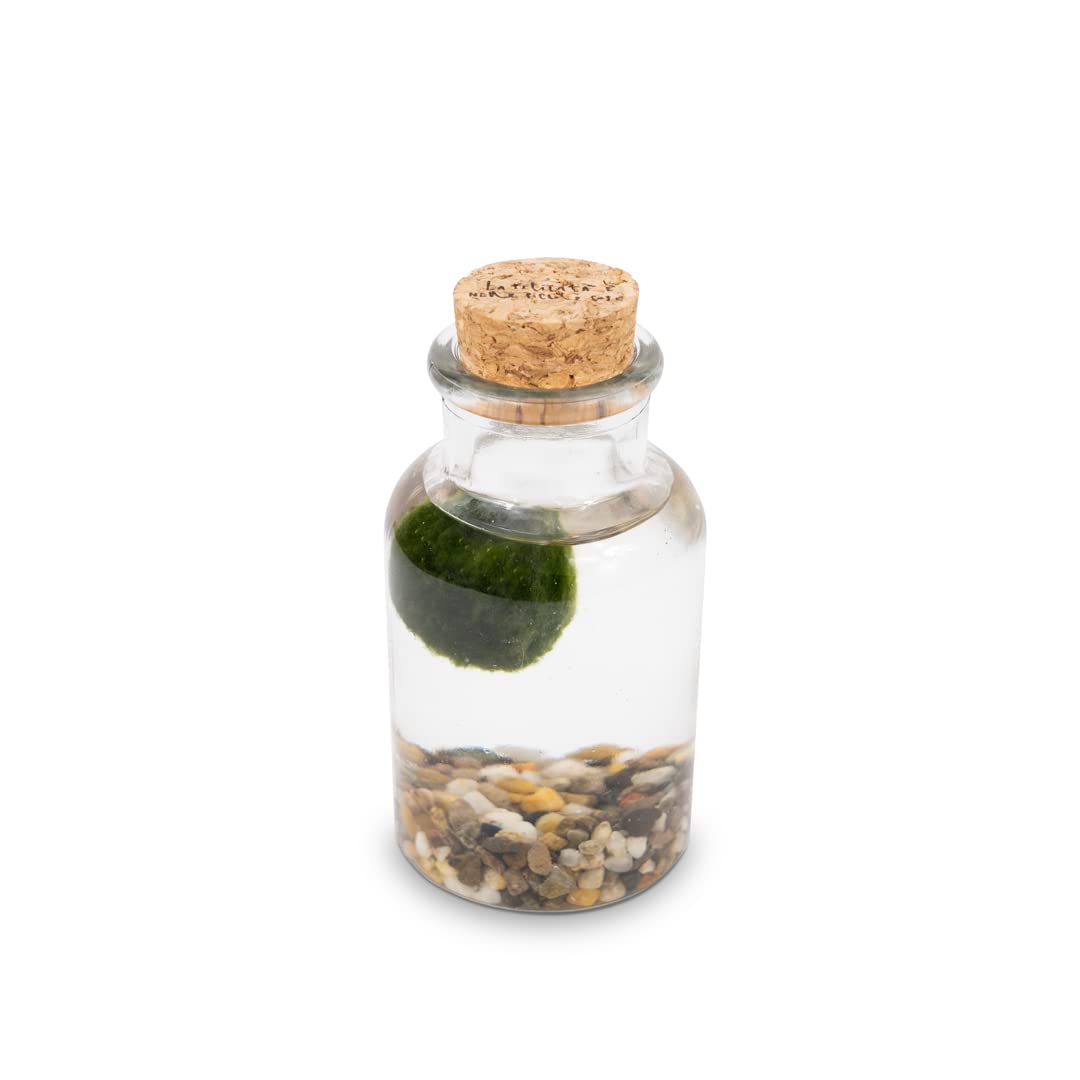 KAKI La Felicità è Nelle Piccole Cose Marimo Bottiglia in Vetro con Tappo in Sughero, Vaso Artigianale Made in Italy, Diametro 4 cm, Altezza 11 cm, Fondale Naturale, Decorazione Zen