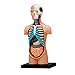 QJXF 4D Menschliche Innere Organe Torso Anatomie Modell Kits, Abnehmbare 32 Teile Anatomisches Modell Für Wissenschaft Klassenzimmer Studie Anzeige Lehre Ärzte Spielzeug-Modell