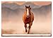Horses in the Free Nature (Wall Calendar 2026 DIN A2 Landscape), CALVENDO Monthly Calendar: Horse Calendar with Noble Horses in the Free Nature - Frisians, Arabs, etc. and Horses (CALVENDO Animals)