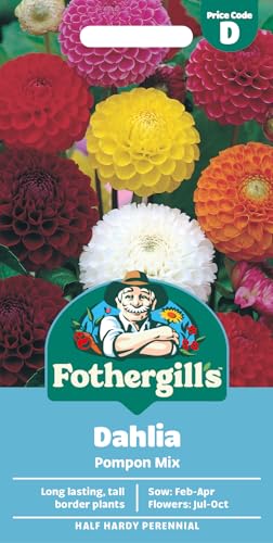 Fothergills Dahlia Pompon Mixed Flower Seeds 50 Seeds Sow: Feb-Apr