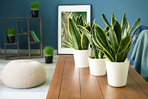 Bogenhanf Bloomique 2er Set Sansevieria Laurentii Pflegeleichte Sukkulenten
