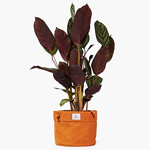 Concept Casa - Waxed Canvas Handmade Hanging Planter For Indoor/Outdoor Plants, Hanging Basket 6” X 5” Plant Holder (Dijon Yellow) #TOP2