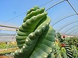 10 Cereus Peruvianus Spiralis (Rare Spiraliformis) Semi Rare Cactus Ariocarpus:Seeds