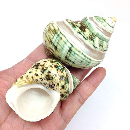 Pepperlonely 5Pc Green Turbo With Two Pearl Bands, Hermit Crab Sea Shells, 2 Inch Up #TOP1
