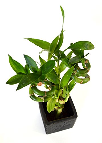 9Greenbox B001THYP54 Lucky Bamboo - Spiral Style With Diamond Ceramic Vase thumb #2