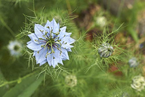 Food to Live Organic Black Cumin Seeds, 1 Pound – Non-GMO, Whole Nigella Sativa, Raw Vegan Superfood, Kosher, Black Caraway. High in Iron, Calcium and Magnesium. for Cooking, Spicing, & Seasoning. - Thumbnail 7