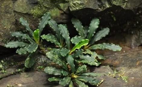 Maalavya Live Aquarium Aquatic Plant Bucephalandra (On Drift Wood) 7 to 10 Leaves (Pack Of 3) (B0B2LZ183H) Amazon Price History, Amazon Price Tracker