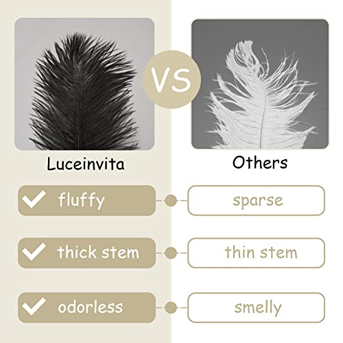 Black Tulle (6"X100 Yards) And 20 Pcs Ostrich Feathers (10-12") Bundle #TOP3