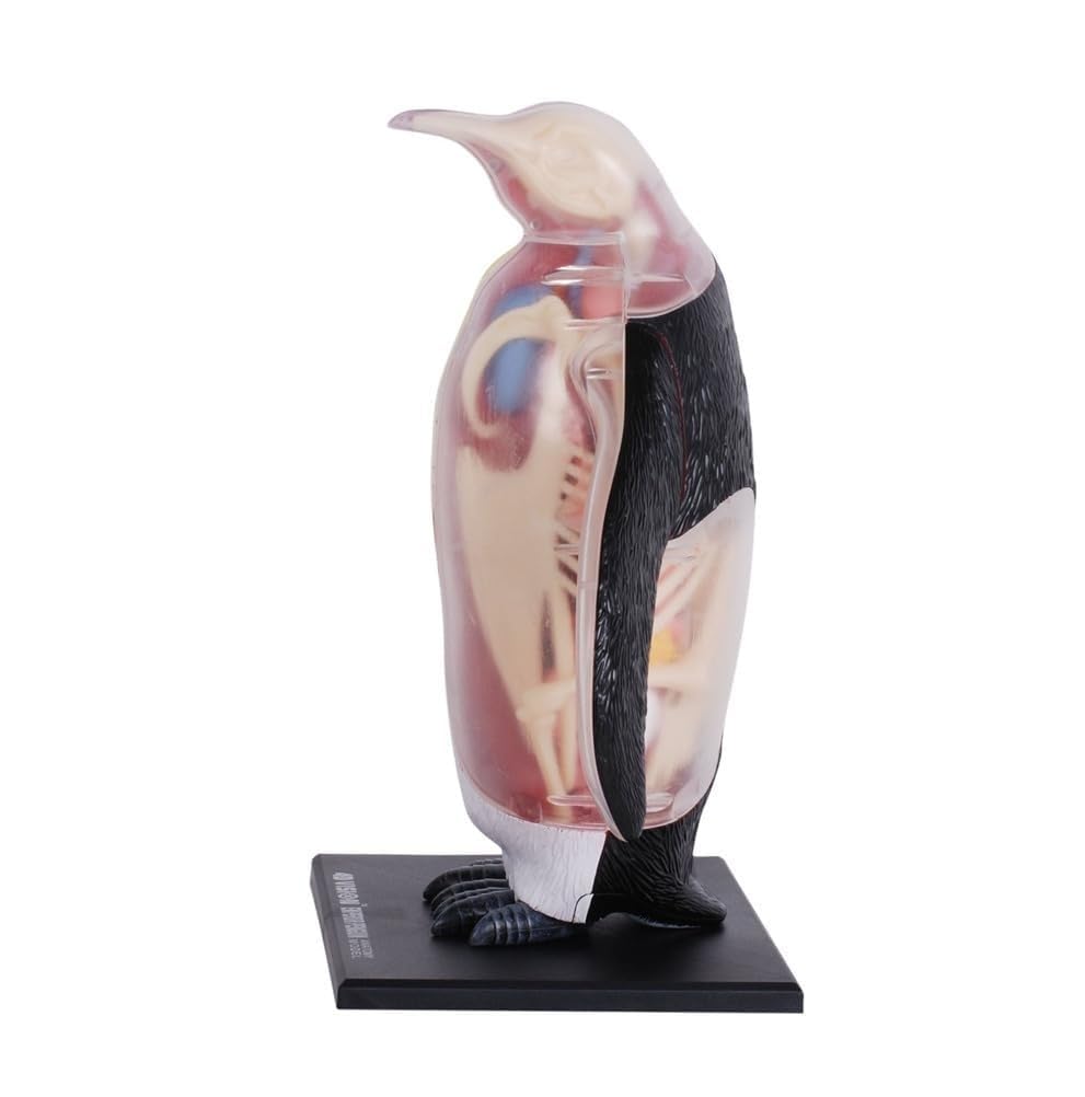 Model anatomiczny pingwina 4D – 28 odłączanych narządów i okaz szkieletu – biologiczny model anatomiczny zwierzęcia do nauczania weterynarii, zajęć z biologii i badań naukowych