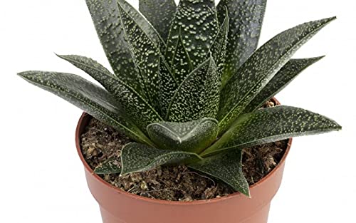 PCMOVILES Cactus Suculenta Gasteria Flow en maceta de 13cm (planta viva)