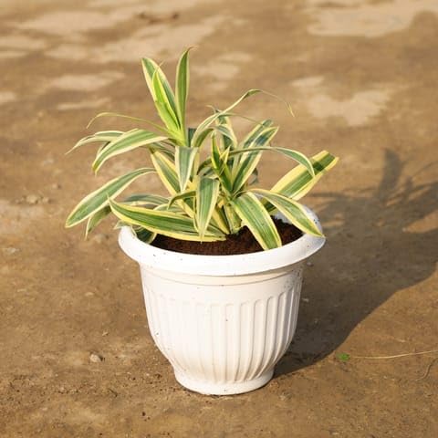 NATURE GARDEN Bedroom Plants Aglonema White Stripes in 8 Inch Plant Terracotta Red ONCR Plastic Pot-image-39