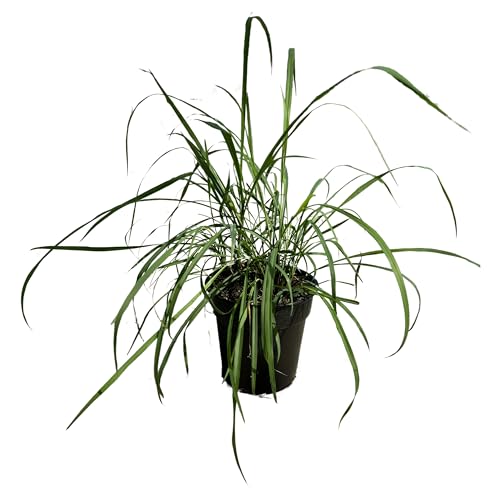 Live Healthy Lemongrass - Wards Off Pests - Natural Mosquito Repellant - 10 Tall by 5 Wide in 1.5 Quart Pot