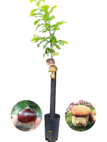 Árbol Frutal castaño. Produce castañas grandes y setas. Altura 1-1,20m. Maceta 3,5 litros. Castaño variedad Soutovello, micorrizado productor de setas (Boletus edulis). Resistencia Tinta y Avispilla